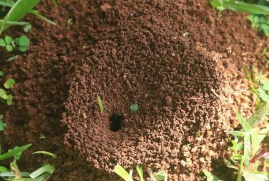 夢見螞蟻窩解夢