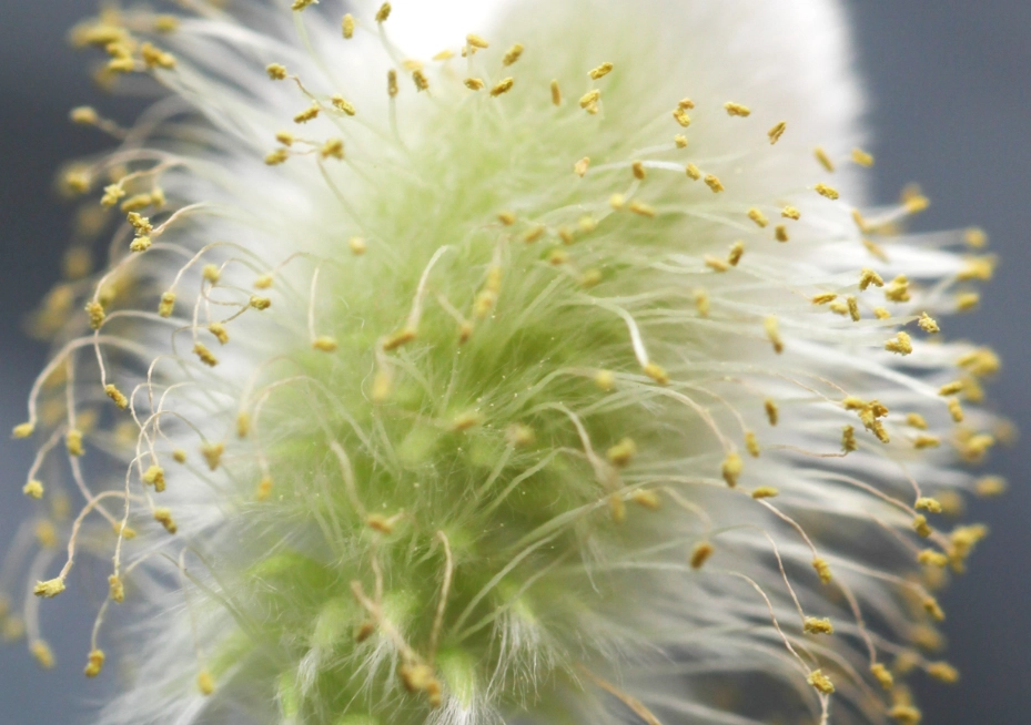 銀柳開花方法 銀柳開花方法