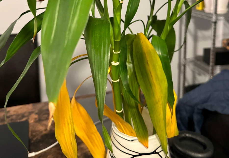 富貴竹葉變黃原因 富貴竹葉變黃原因