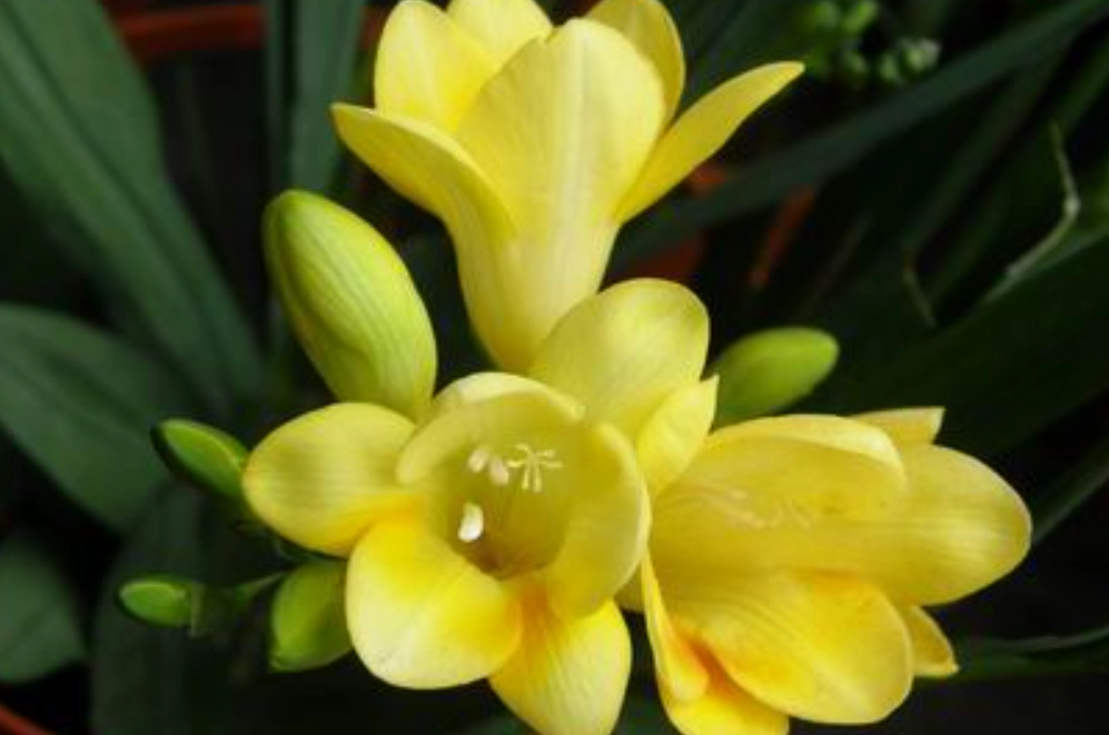 小蒼蘭 黃色 花語