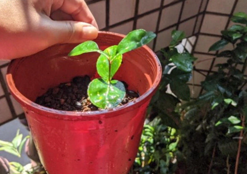 橘子種子發芽 橘子種子發芽
