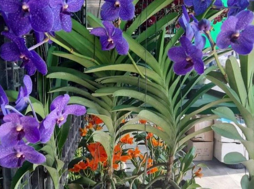 紫蘭花語意思 紫蘭花語意思