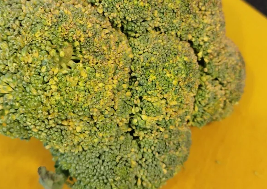 花椰菜變黃原因