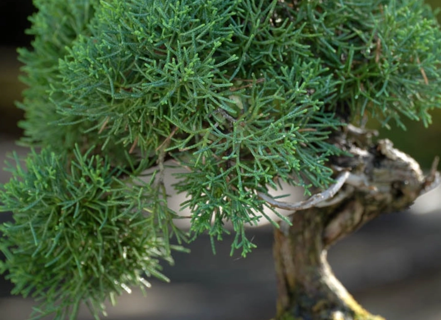 真柏葉子護理 真柏葉子護理