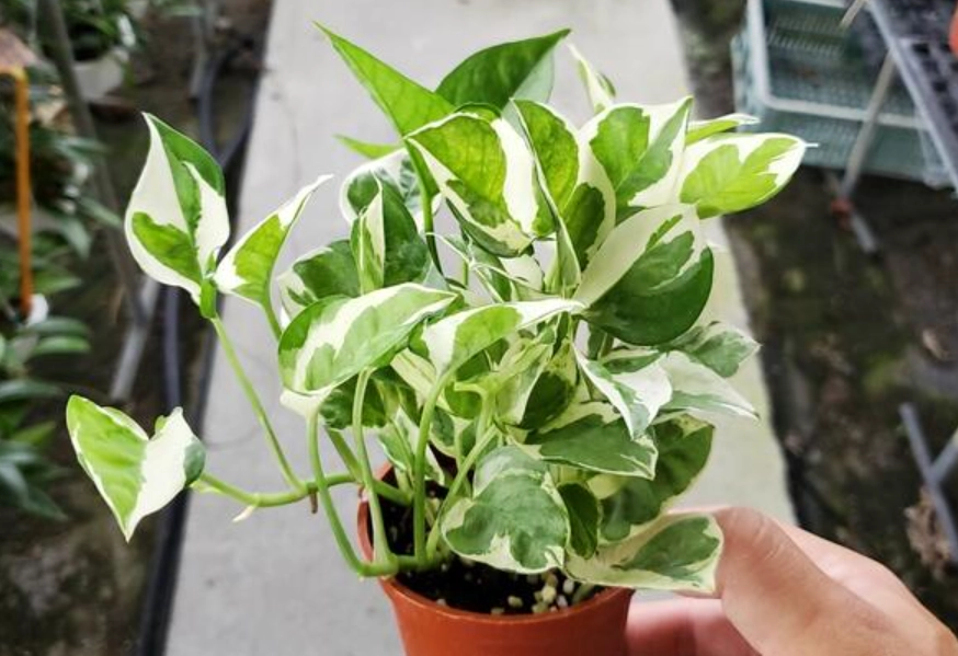 斑葉黃金葛照顧