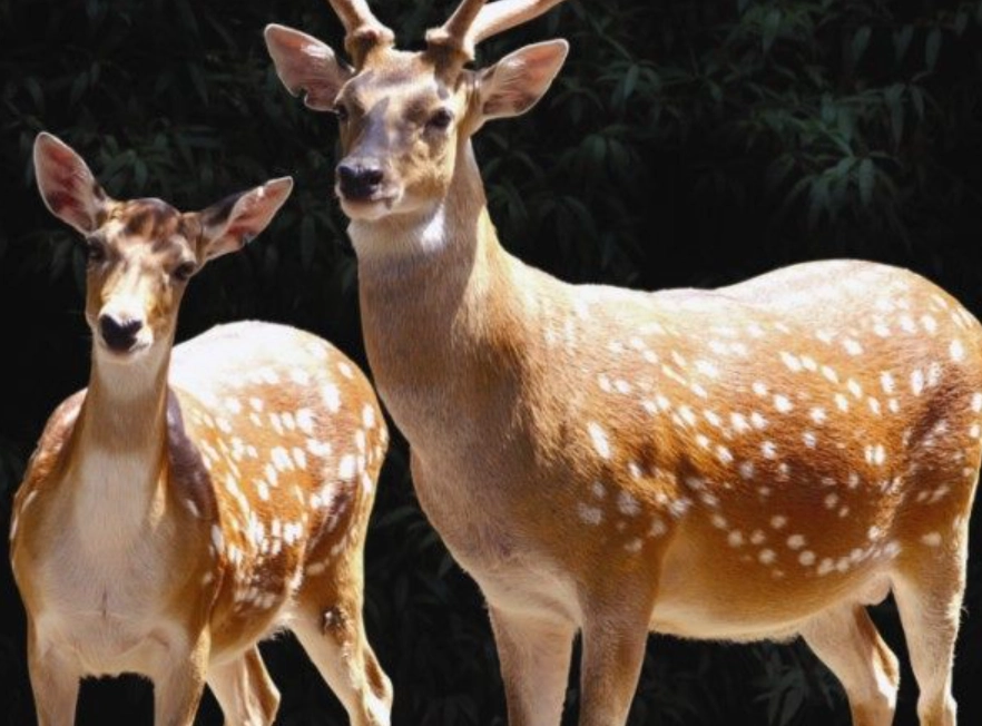 夢見鹿 象徵 夢見鹿 象徵