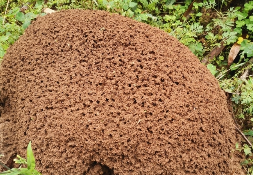 螞蟻窩夢境意義