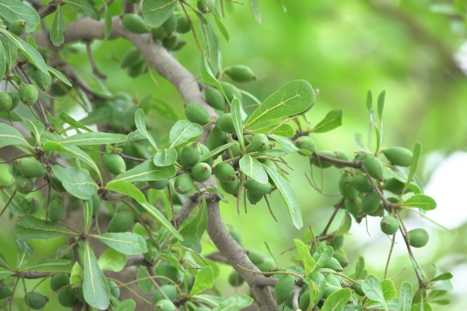 小葉欖仁果實用途