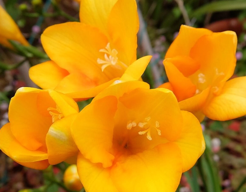 小蒼蘭 花語 黃色