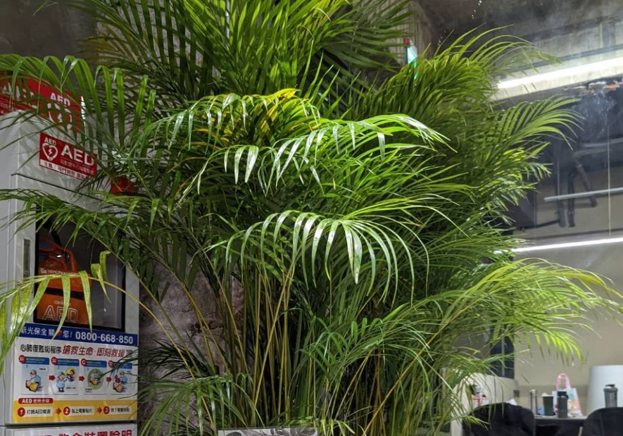 黃椰子病蟲害 黃椰子病蟲害