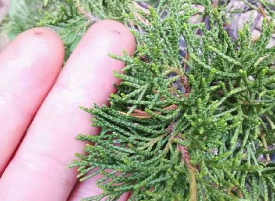 真柏葉子護理 真柏葉子護理