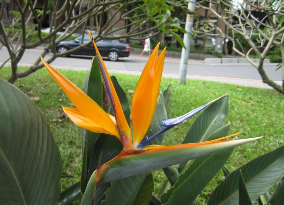 天堂鳥養護方法 天堂鳥養護方法