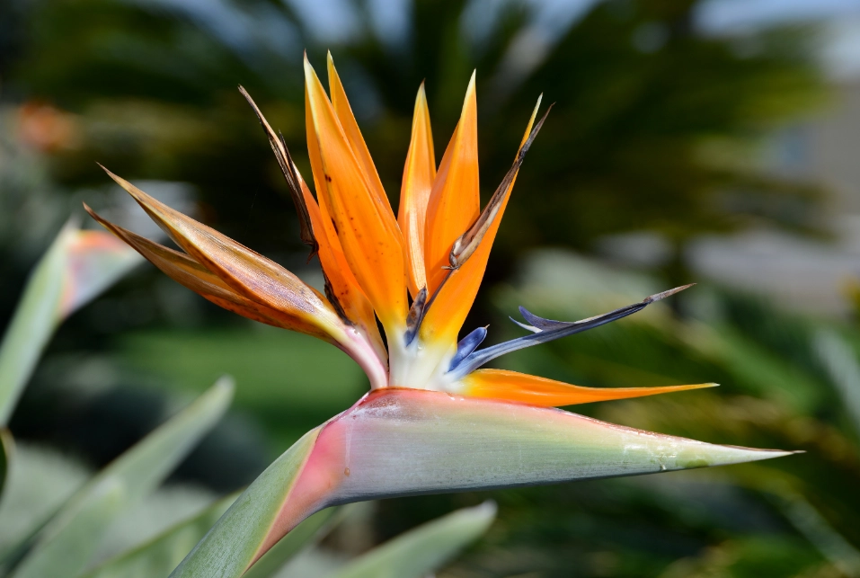 天堂鳥養護方法 天堂鳥養護方法