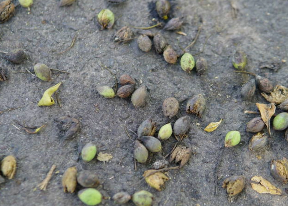 小葉欖仁果實處理