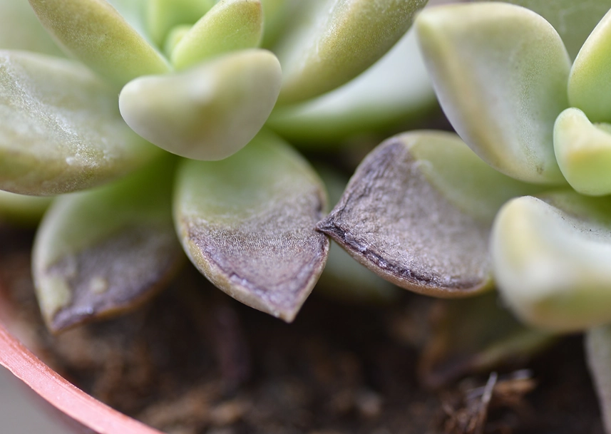 多肉植物曬傷