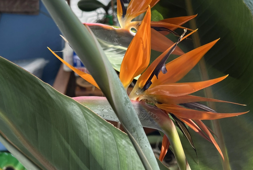 天堂鳥開花時間 天堂鳥開花時間