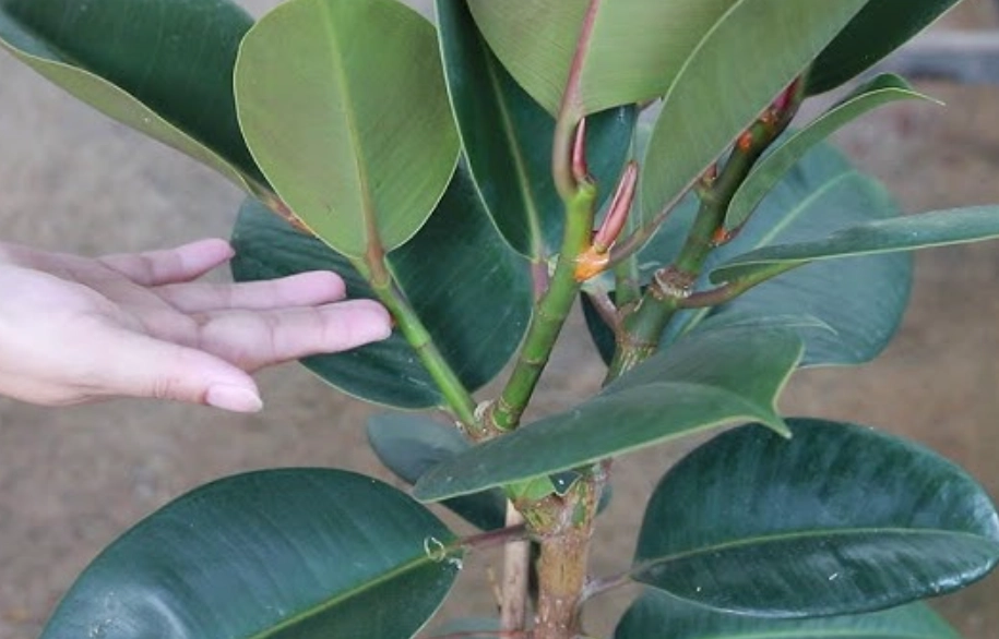 橡皮樹太高怎麼辦