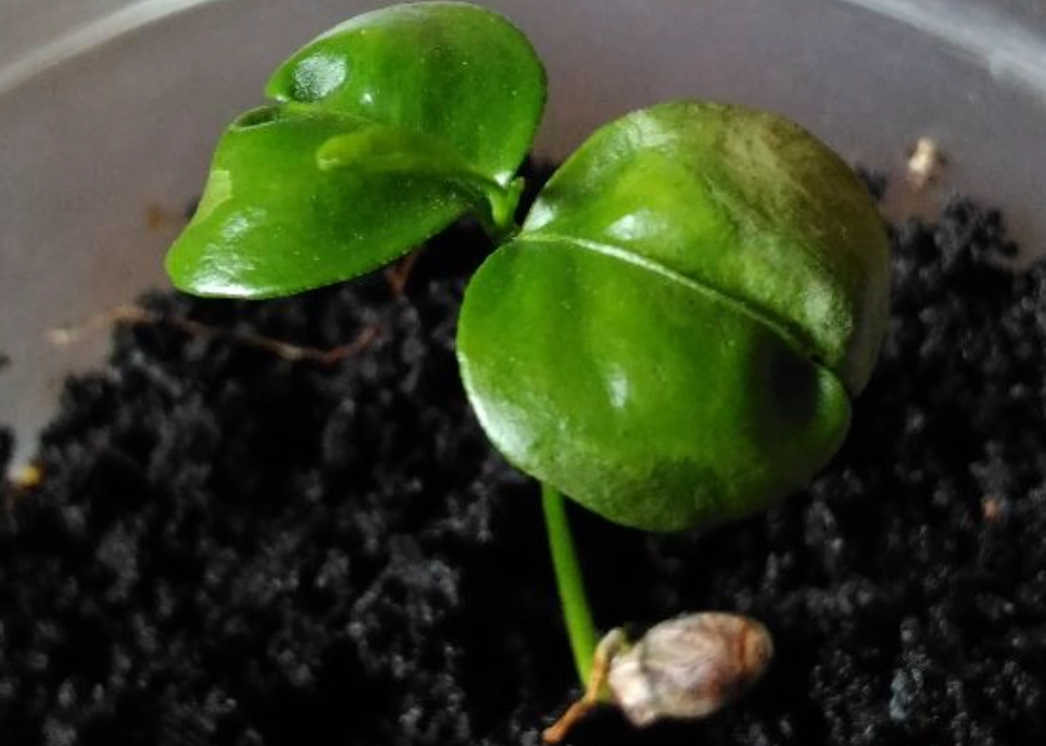 橘子種植方法 橘子種植方法