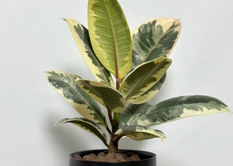 斑葉橡皮樹 黃葉