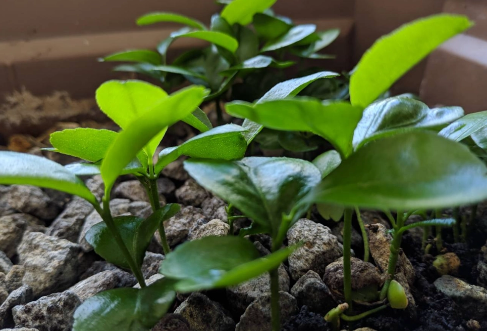 橘子種子發芽 橘子種子發芽