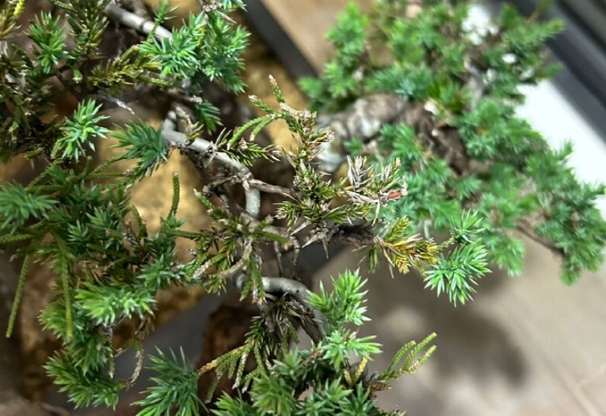 真柏 針葉 變黃