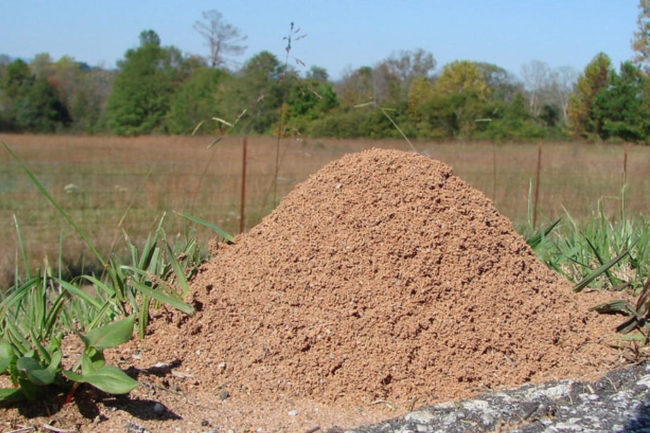 夢見螞蟻窩解夢