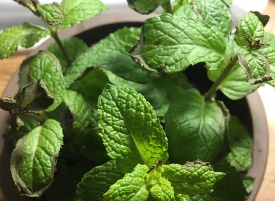 薄荷葉子變黑原因