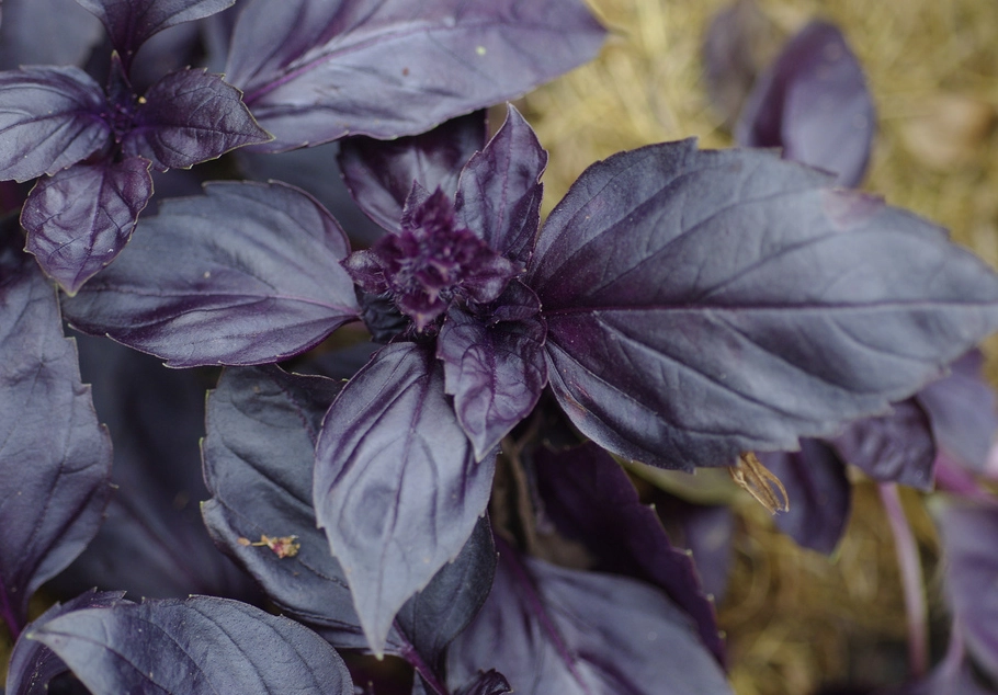 紫羅勒水肥管理