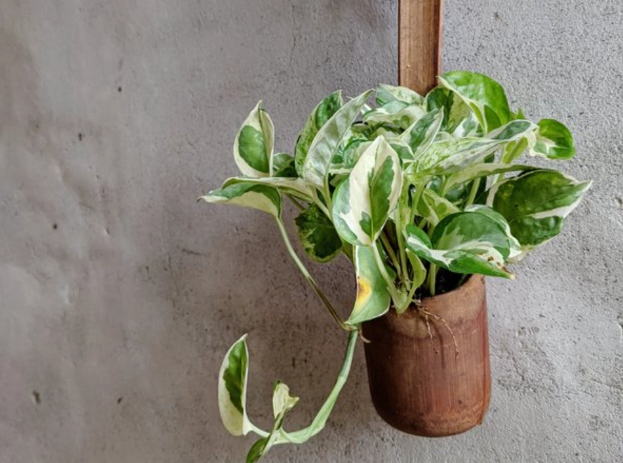 斑葉黃金葛斑點變少