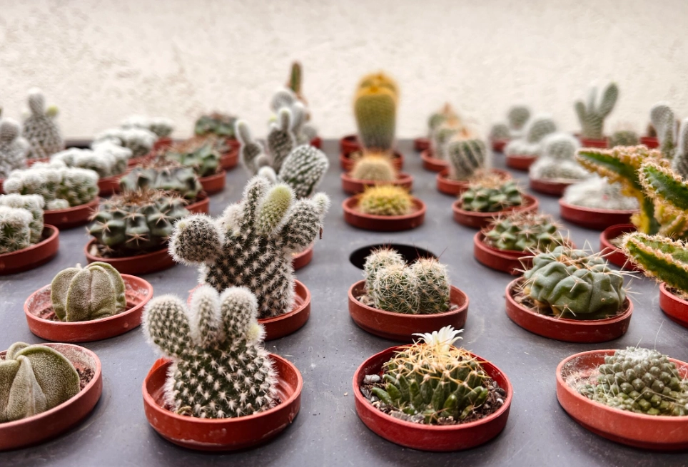 仙人掌光照需求