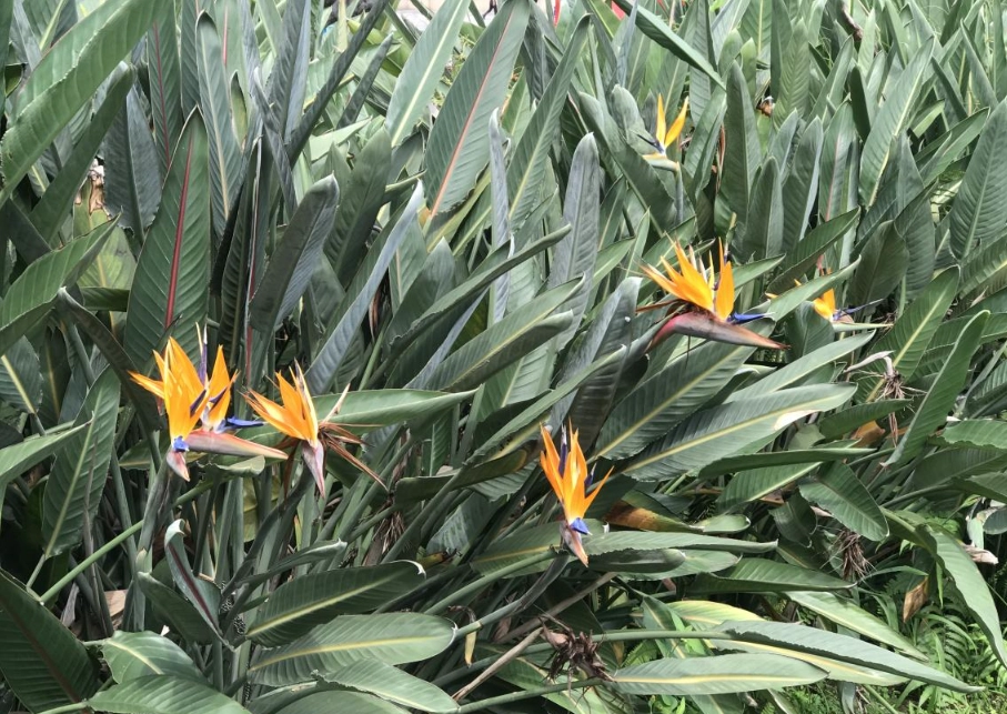 天堂鳥開花時間 天堂鳥開花時間