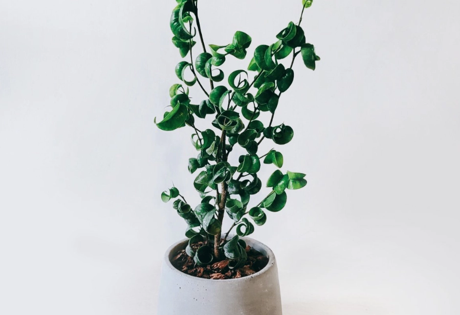 捲葉榕常見問題