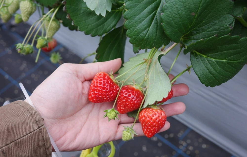 大湖草莓季節時間 大湖草莓季節時間