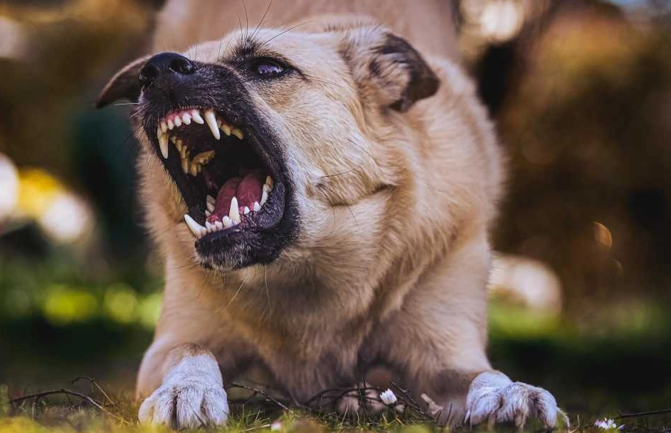 夢到被狗吠意思