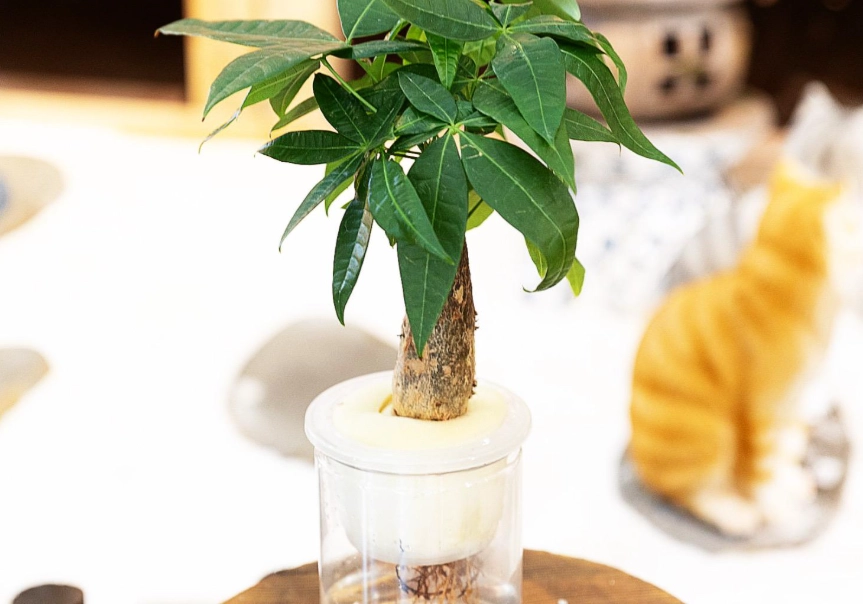 水培發財樹照顧