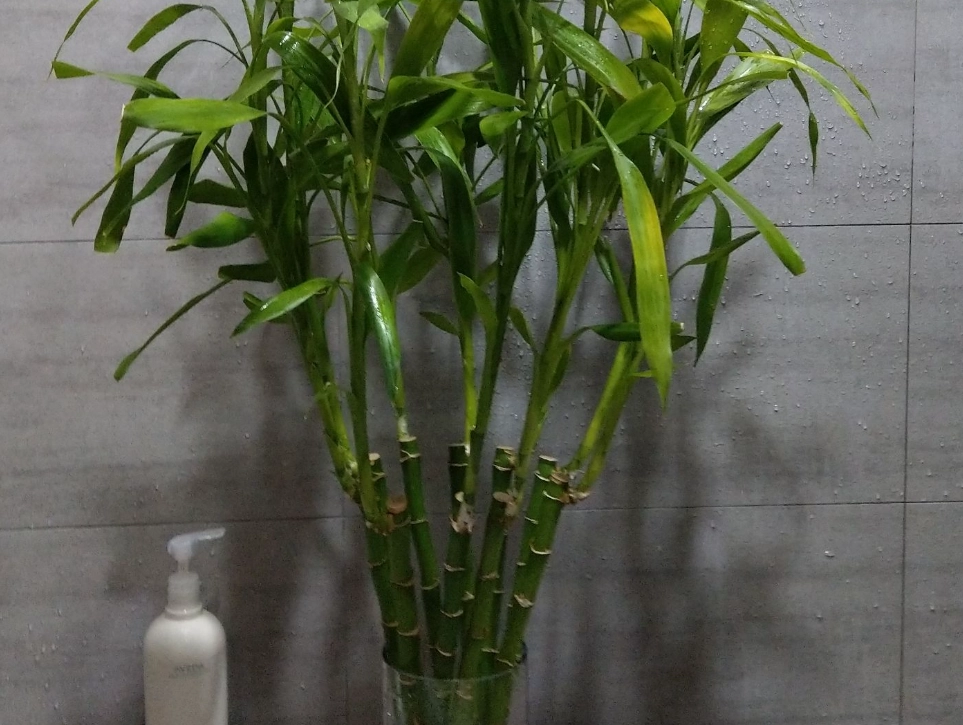 富貴竹長高解決 富貴竹長高解決