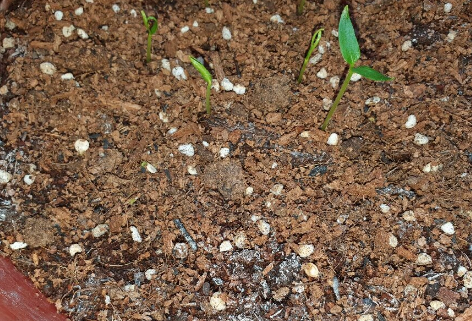 盆栽土壤白色顆粒