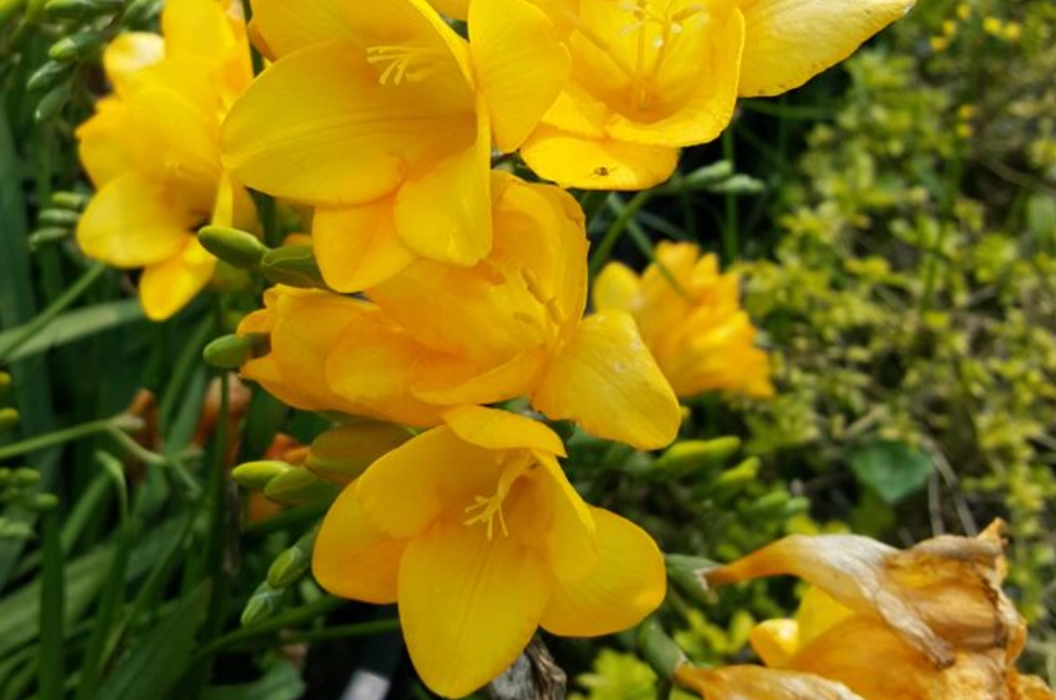 黃色小蒼蘭 花語