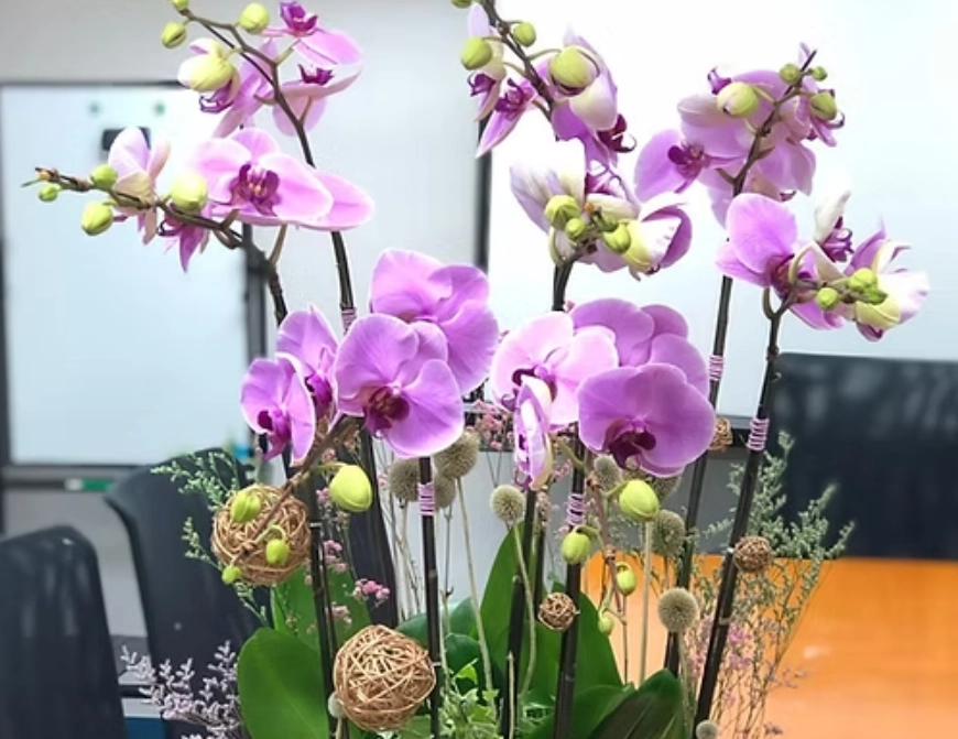 蝴蝶蘭擺設技巧