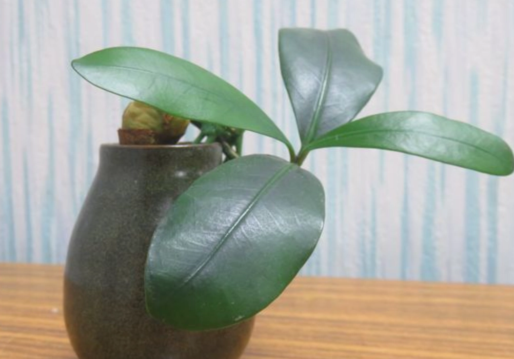 福木風水意義 福木風水意義