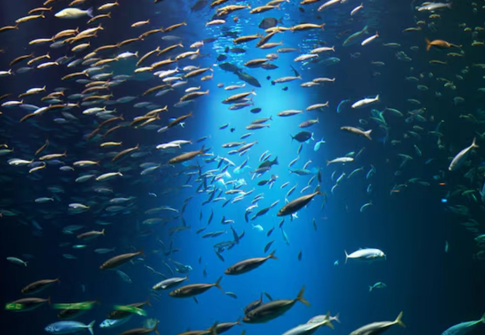 魚夢境 解析 魚夢境 解析