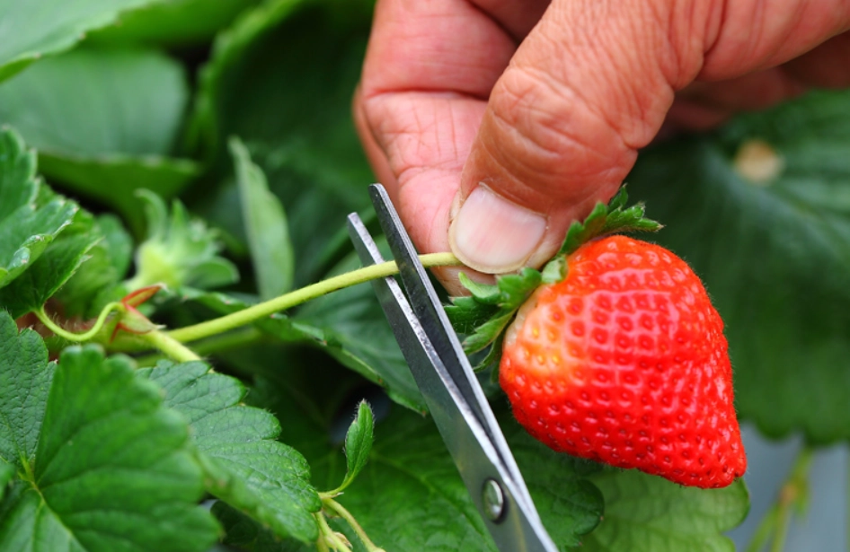草莓一日遊 草莓一日遊