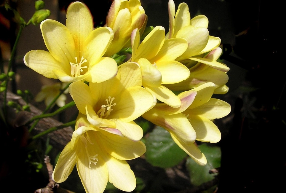 黃色小蒼蘭 花語