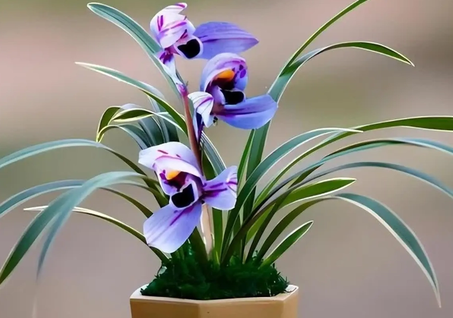 紫色蘭花種植 紫色蘭花種植