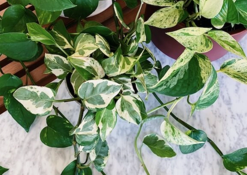 斑葉黃金葛斑點變少