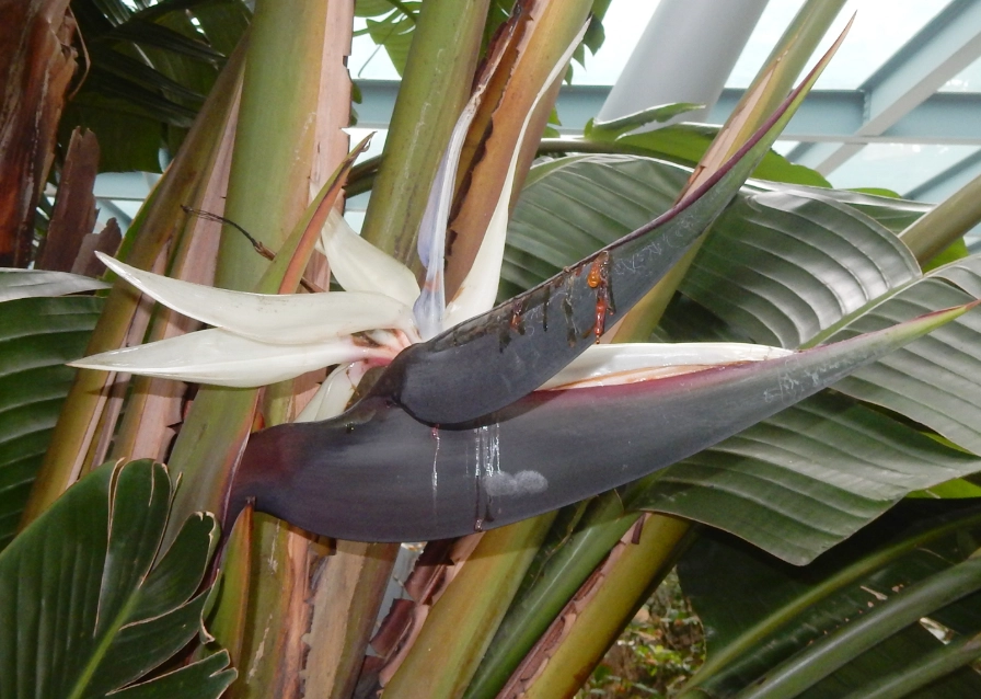 天堂鳥分株方法