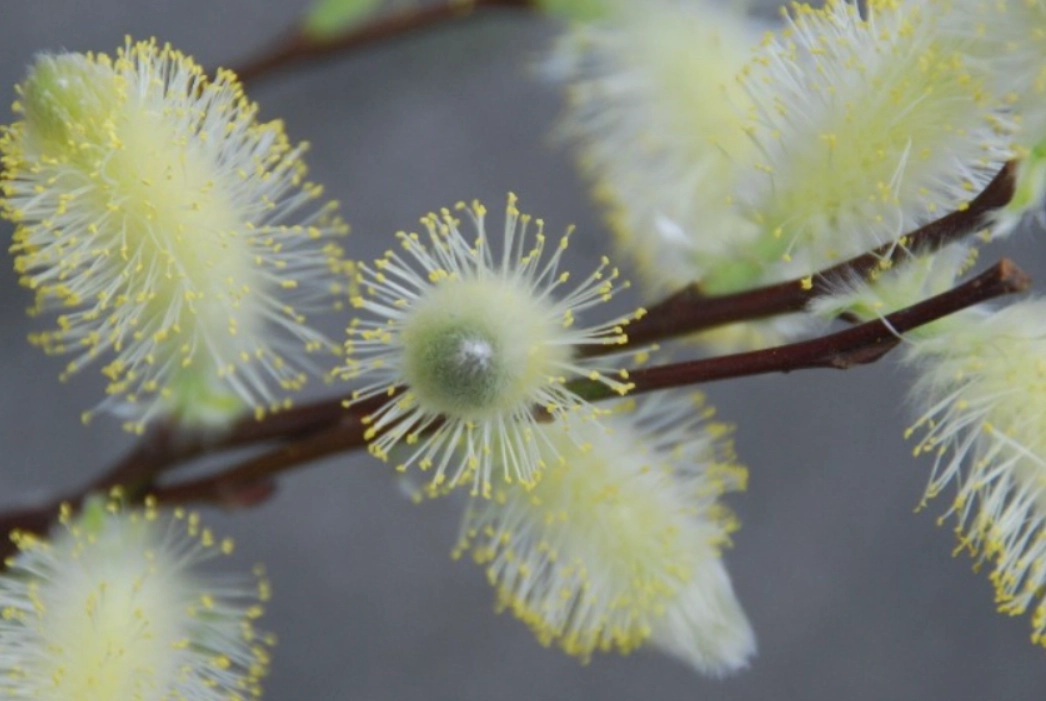 銀柳開花方法 銀柳開花方法