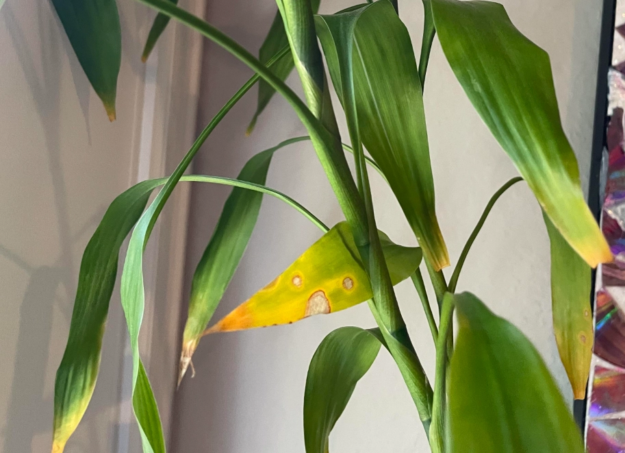 富貴竹葉子變黃處理 富貴竹葉子變黃處理