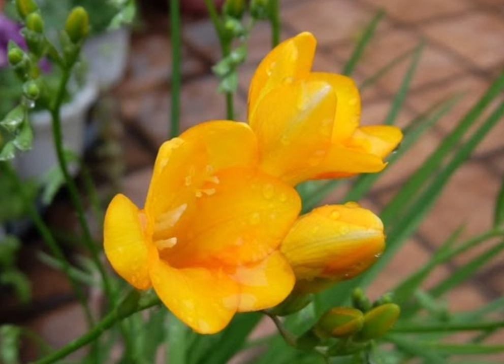 小蒼蘭 花語 黃色