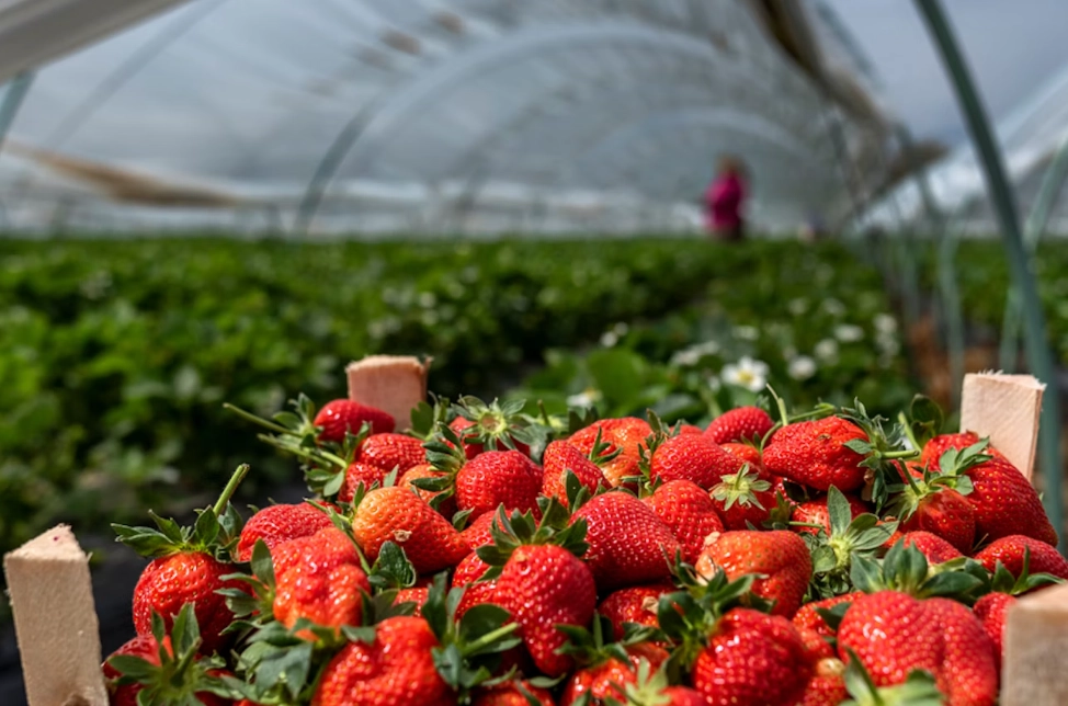 大湖草莓季節時間
